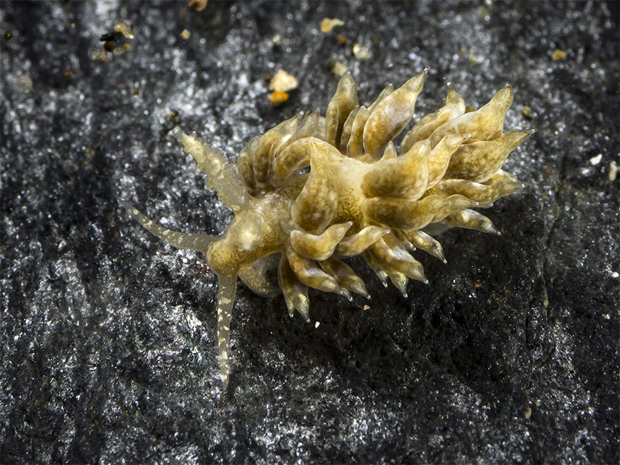 Noumeaella sp. N